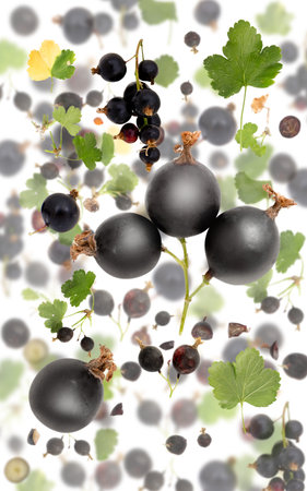 Abstract background made of Black Currant fruit pieces, slices and leaves isolated on white.の写真素材