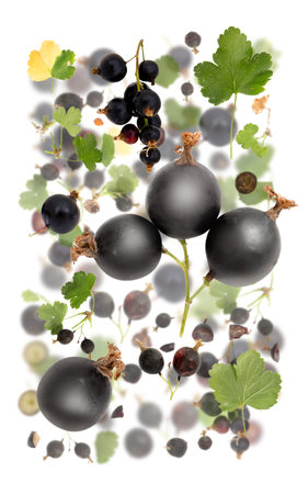 Abstract background made of Black Currant fruit pieces, slices and leaves isolated on white.の写真素材
