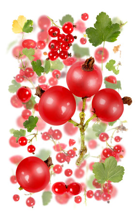 Abstract background made of Red Currant fruit pieces, slices and leaves isolated on white.の写真素材