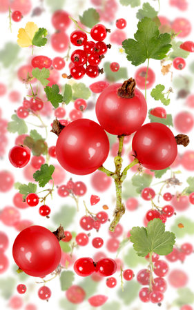 Abstract background made of Red Currant fruit pieces, slices and leaves isolated on white.の写真素材