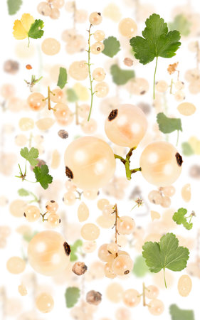 Abstract background made of White Currant fruit pieces, slices and leaves isolated on white.の写真素材