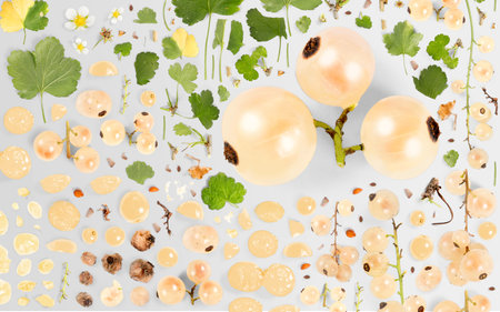 Abstract background made of White Currant fruit pieces, slices and leaves isolated on gray background.の写真素材