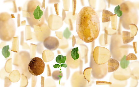 Abstract background made of Potato fruit pieces, slices and leaves isolated on white.の写真素材