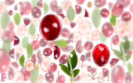 Abstract background made of Cranberry fruit pieces, slices and leaves isolated on white.の写真素材
