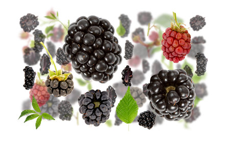 Abstract background made of Blackberry fruit pieces, slices and leaves isolated on white.の写真素材