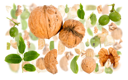 Abstract background made of Walnut pieces, slices and leaves isolated on white.の写真素材