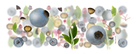 Abstract background made of Blueberry fruit pieces, slices and leaves isolated on white.の写真素材