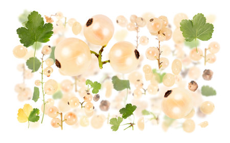 Abstract background made of White Currant fruit pieces, slices and leaves isolated on white.の写真素材