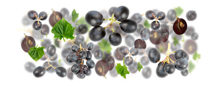 Abstract background made of Blue Grape fruit pieces, slices and leaves isolated on white.の写真素材