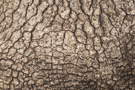 Textured Wood as Organic Natural  Design Element