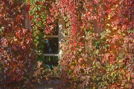Window with Autumn Colored Vines and Leavesの写真素材