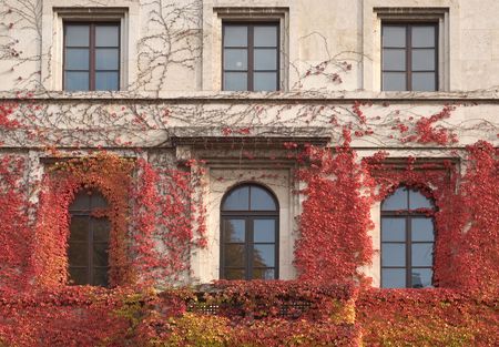 Climbing Vines of Ivy on a Houseの写真素材
