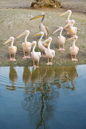 Pelicans Along the Shore of a Lakeの写真素材