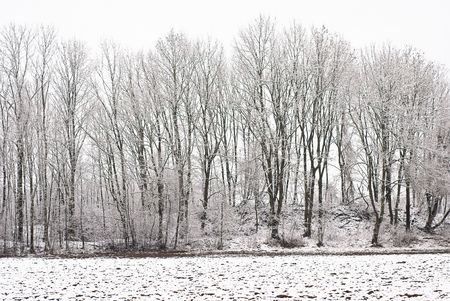 Winter Wonderland of a Forest after a Snowstormの写真素材
