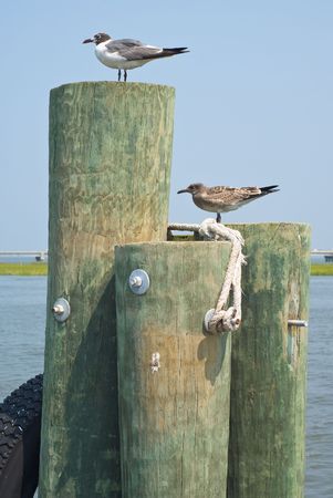 Seagulls on  Pilings in Virginiaの写真素材