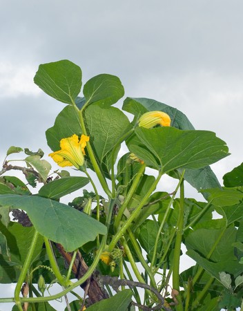 Sunny Garden Scene with Gourds in Bloomの写真素材