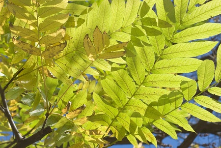 Closeup of Yellow Leaves on an Early Autumn Day