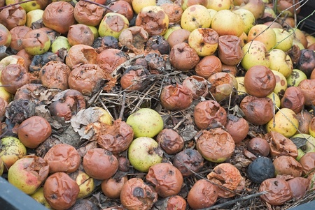 Composting Pile of Rotting Garden Apples as Example of Sustainable Livingの写真素材