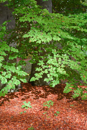 Red Leaves in the Forest on an Autumn Day