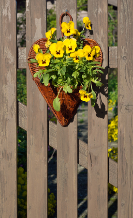 Garden Pansy Decorations in a Basket on a Wooden Picket Fenceの写真素材