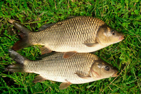 Freshwater fish Carp catch in green grass の写真素材