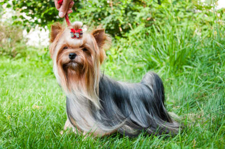 Young yorkshire terrier on the grass, outdoorsの写真素材