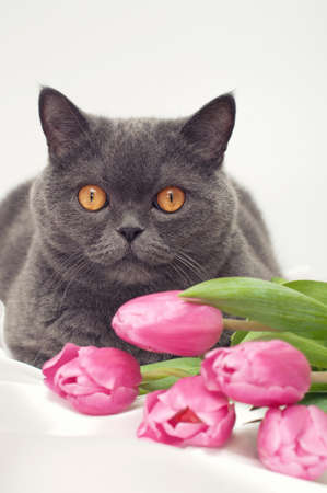 Brittish cat on white silk, with pink tulipsの写真素材