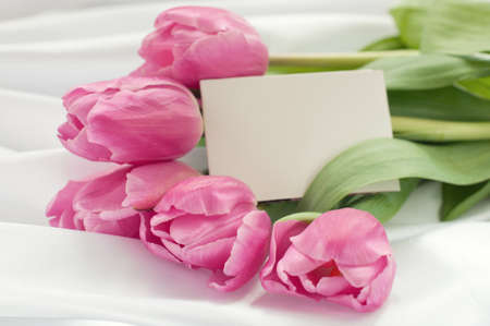 Pink tulips on white silk with cardの写真素材