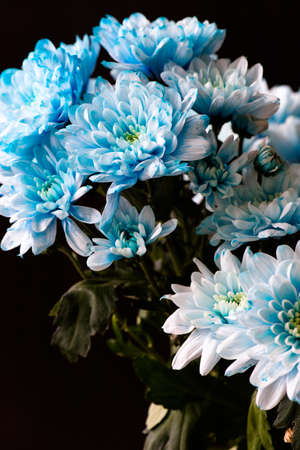 bouquet of fresh blue chrysanthemum flowersの写真素材