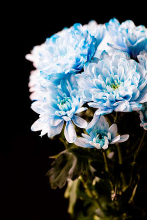 bouquet of fresh blue chrysanthemum flowersの写真素材