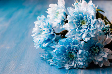 bouquet of fresh blue chrysanthemum flowersの写真素材