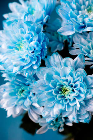 bouquet of fresh blue chrysanthemum flowersの写真素材