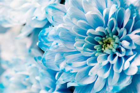 blue chrysanthemum flowers close upの写真素材