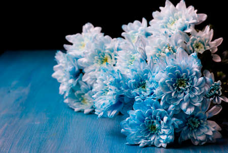 bouquet of fresh blue chrysanthemum flowersの写真素材