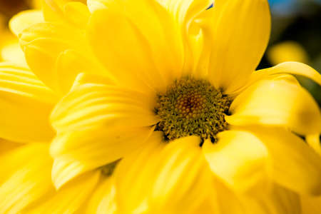 yellow chrysanthemum flowers close up, macroの写真素材