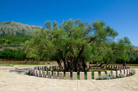 old olive treeの写真素材