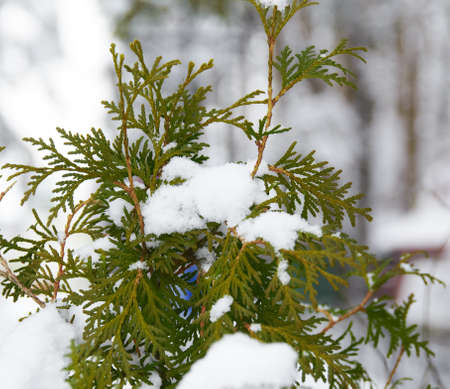 covered by snowの写真素材