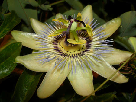 convolvulus blossomの写真素材