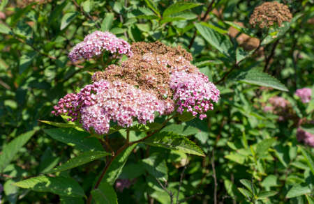 Achillea millefolium or pink yarrow with sunrise.