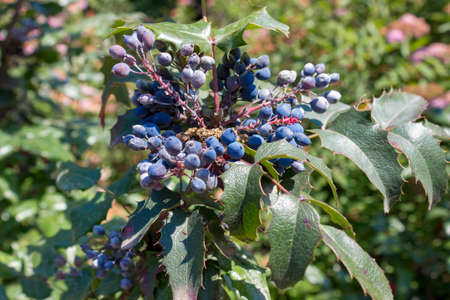 Close up outdoor view of oregon grape plant, mahonia aquifolium