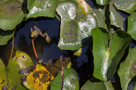 Lotus leaves float on the water with frog