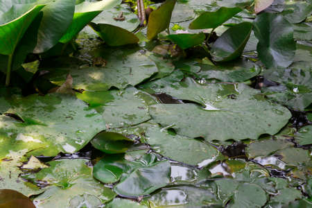Lotus leaves float on the water with frog