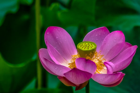 A pink sacred lotus at the Biltmore Garden in Asheville, NC.の写真素材