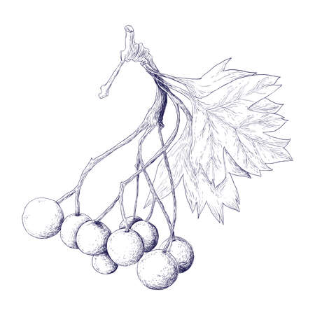 Hawthorn Berriesのイラスト素材