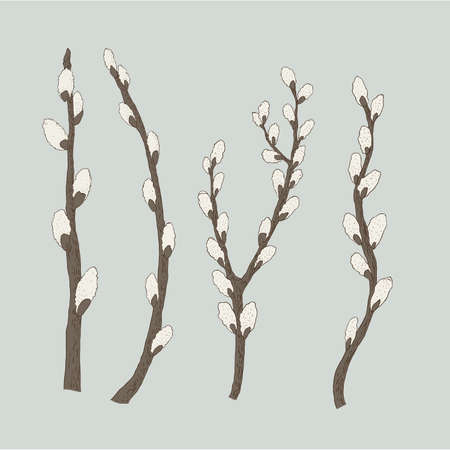 Pussy willow branches, vector illustrationのイラスト素材