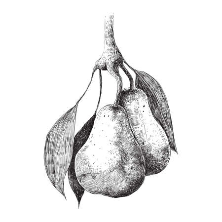Black and white pear with leaves engraving illustrationのイラスト素材