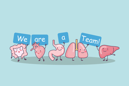 We are a team - cute cartoon intestine,heart,stomach,lung and liver, great for health care conceptのイラスト素材