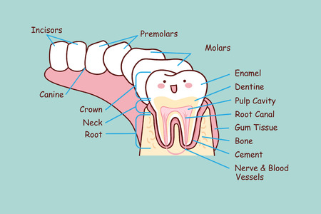 cartoon dental anatomy tooth ,  great for health dental care conceptのイラスト素材