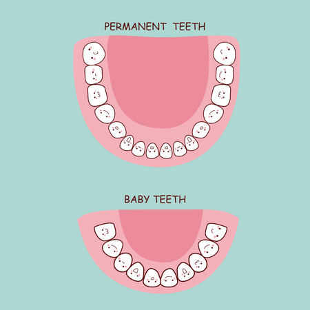 permanent teeth and baby teeth,  great for health dental care conceptのイラスト素材