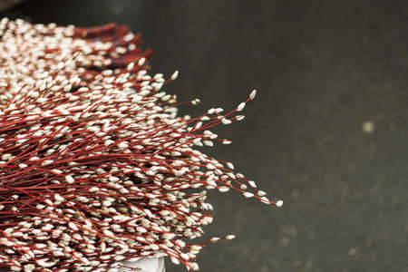 Palm Sunday and long day. Beautiful willow with a red stem on the streetの写真素材